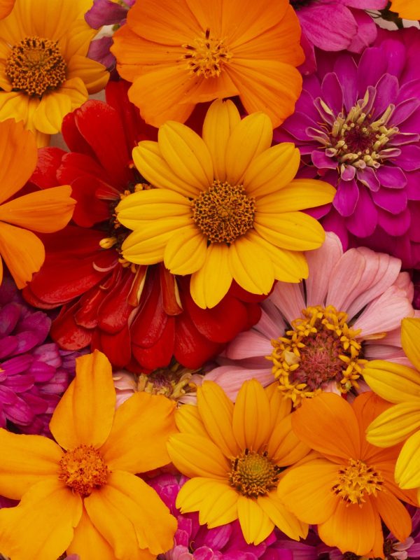 gorgeous-arrangement-flowers-wallpaper